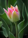Our First Tulip_DSCF01918